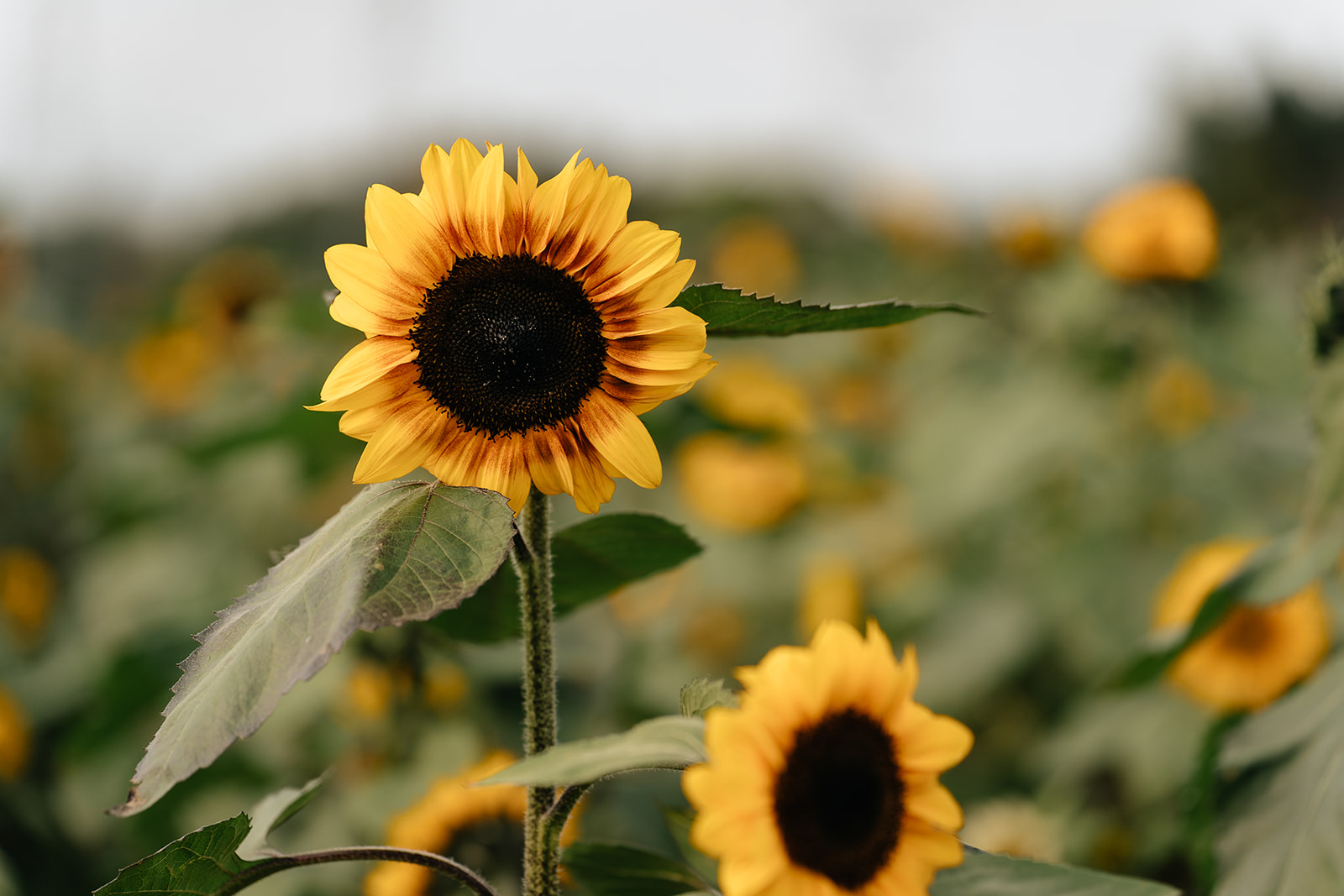 Yellow sunflowers filling the field at Rogish Farm in Chesterland before Suemaya and Assad's couples session