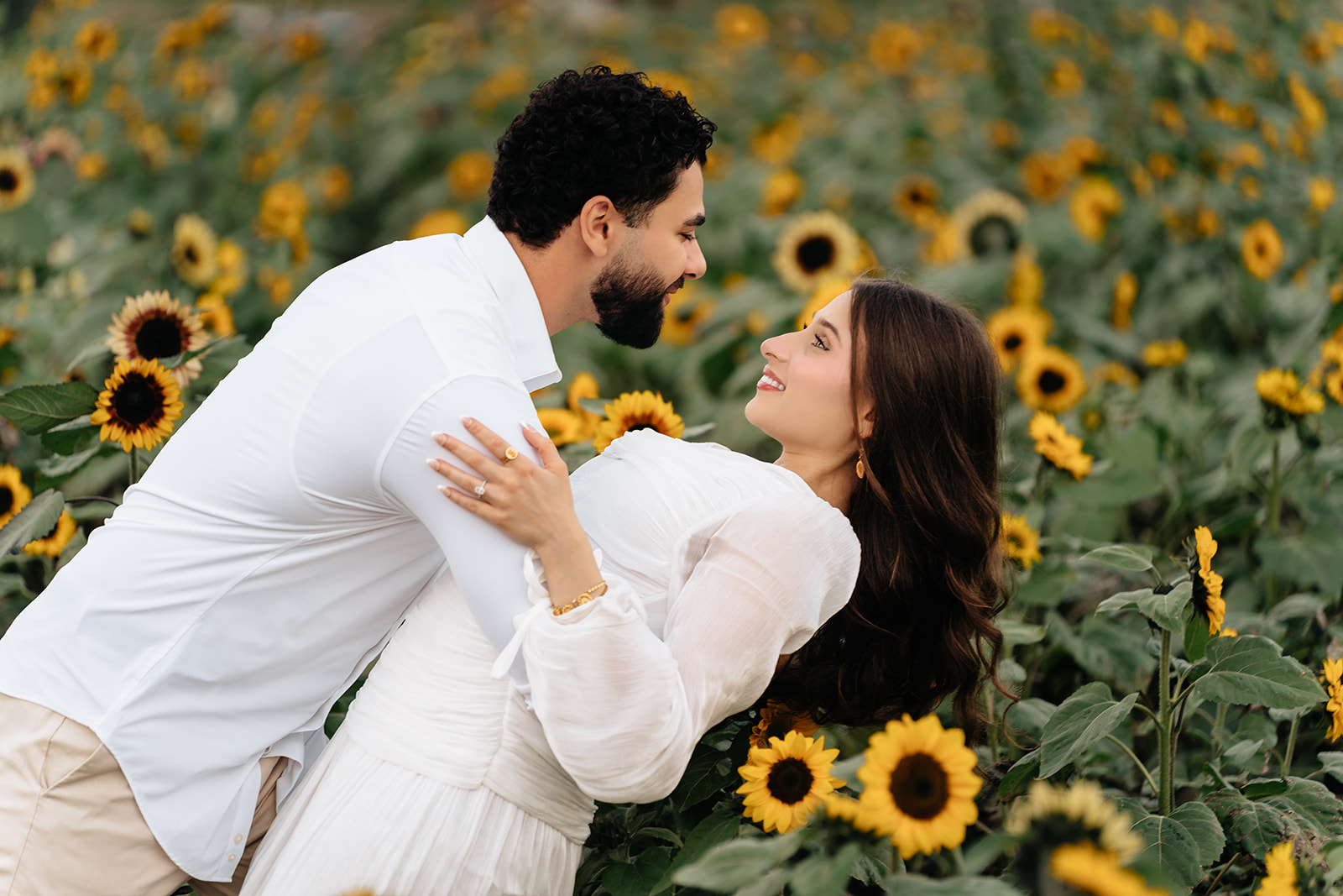 Assad dipping Suemaya low between the sunflower rows at Rogish Farm